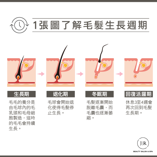 毛髮生長週期-熱蠟除毛多久一次